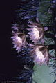 Flowers of the night blooming Senita Cactus.