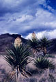 Torrey Yuccas and storm,  northern Chihuahuan Desert, Southern New Mexico