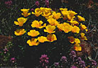 El Nino boquet of poppies and owl clover, Arizona