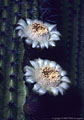 Flowers of the night blooming organ pipe cactus, Organ Pipe National Monument, Arizona