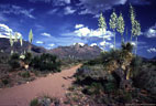 An old ranch road  leads through blooming Yuccas, toward the western Organ Mountains of southern New  Mexico