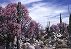 Cirios, Cardons, and Elephant Trees among granite boulders on Catavia Mesa.