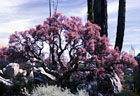 A Brightly colored Elephant Tree blooms by a giant Cardon.