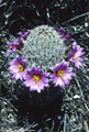 Fishhook cactus encircled by flowers, Apache Trail, Tonto National Forest, Arizona