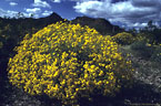 El Nino brings flowering brittlebush to Organ Pipe National Monument, Arizona