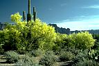 Flowering palo verde trees and giant saguaro, Peralta Road, Arizona