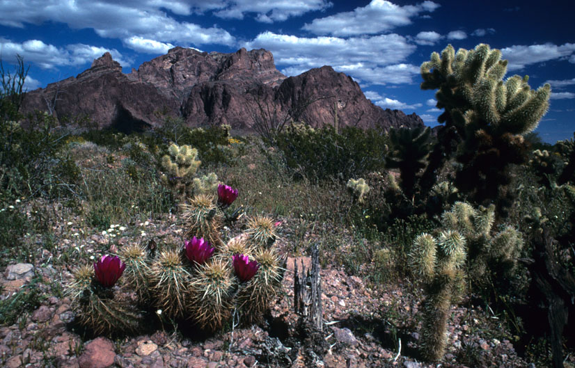 kofa mountains