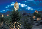 Stormy skies and old mountain torrey yuccas in bloom,  Dripping Springs Recreational Area, Organ Mts., New Mexico