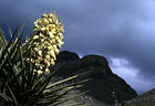 Blossoming Torrey Yucca and storm, Trans-mountain Road, Canutillo, Texas