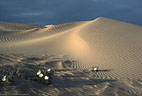 Desert Primroses in the Algodones Dunes in California west of Yuma, Arizona