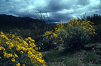 Brittlebush and lowering El Nino sky, Superstition Mountains, Arizona