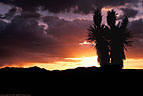 Sunset and silhouette of blooming Yucca faxonia, Sierra Blanca, Texas