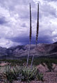 Blooming Lechugilla and summer storm,  Mountains, Texas