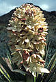 Blossom cluster of Torrey Yucca, Tom Mays Park, Franklin Mountains State Park, Texas