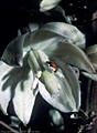 Elata yucca blossom and Lady Bug, Baylor Pass Trail, Organ Mountains, New Mexico