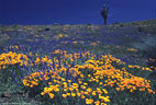 Poppies and blue lupine, San Carlos Indian Reservation, Arizona