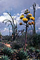 Goldmann's Agave, Cirios and Yucca validas near Punta Prieta.