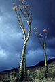 A heavy storm provides a backdrop for the Cirios near Bajia de los Angeles.