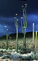 Through a break in the storm, a low sun lights the Cirios near Bajia de los Angeles.