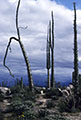 A typical Catavia Mesa scene, with granite boulders and Cirios.