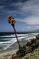 A Schott's Agave blooms on Baja California's Pacific Coast.