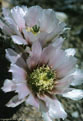 Pale flowers of the Maritime Hedgehog Cactus.