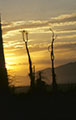 Sunset silhouettes Baja California's unique Cirios.