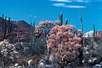 An El Nio phenomenon, Elephant Trees flowering in various pastel shades