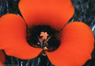 Flower of the desert mariposa lily, Apache Trail, Tonto National Forest, Arizona