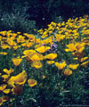 El Nino display of goldpoppies, Apache Trail, Arizona