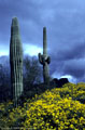 Encelia and saguaro cactus, Peralta Road , Superstition Mountains