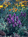 El Nino flower arrangement, Organ Pipe National Monument, Arizona