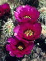 Hedgehog cactus flowers, Apache Trail, Tonto National Forest, Arizona