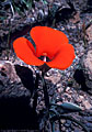 Mariposa lily, Apache Trail, Tonto National Forest, Arizona