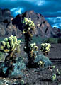 Storm clouds and Teddy Bear Cholla, Kofa Mountains, Arizona