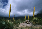 Spring storm and blooming Sotols, eastern Organ Mountains, New Mexico