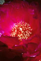 Beavertail Prickly Pear flower, Kofa Mountains, Arizona