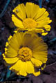 Flowers of Desert Marigold, with spider, Baylor Pass Trail, Organ Mountains, New Mexico