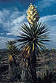 Large Faxonia Yucca in bloom,  Sierra Blanca, Texas
