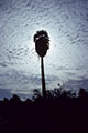 A Blue palm silhouetted against lifting fog in Arroyo Catavia.