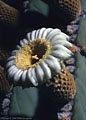 Flower of the night blooming Cardon Cactus