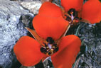 Desert mariposa lilies, Apache Trail, Tonto National Forest