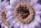 Detail of Saguaro blossom, Otgan Pipe National Monument, Arizona