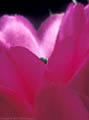 Detail of The flower of a  Hedgehog Cactus (Echinocereus fendleri)