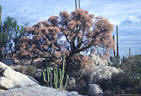 El Nio touches the Elephant Trees, Baja California