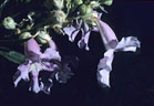 A beautiful and commonly overlooked flowering tree, the Desert Willow. - Baylor Pass road, Organ Mountains.