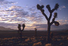 Mojave Desert landscape, sunrise and Joshua Trees.