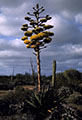 Stormy El Nio skies and Goldmann's Agave