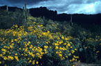 Stormy skies and encelia, Peralta Road, Superstition Wilderness Area, Arizona