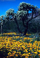 El Nino years bring dense stands of goldpoppies along Puerto Blanco Drive